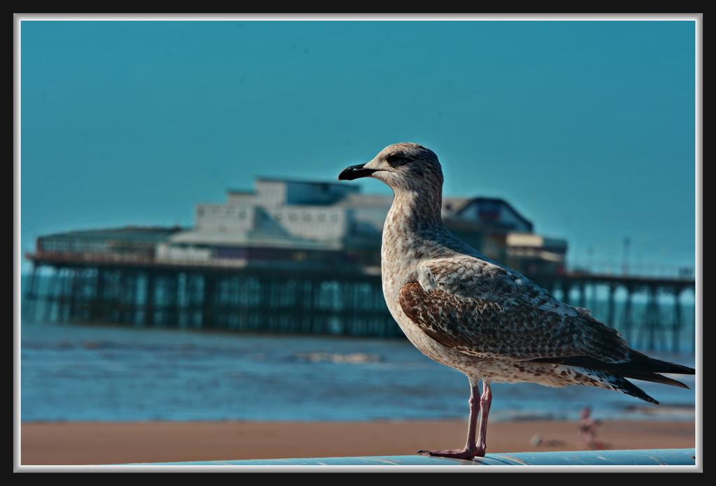 Shazron Hotel Blackpool Exterior foto